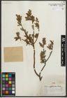 Foto von Salix myrtillacea Andersson